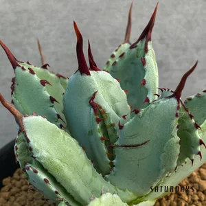 Agave potatorum 'Cubic' seedling  SATURDAYS Succulents