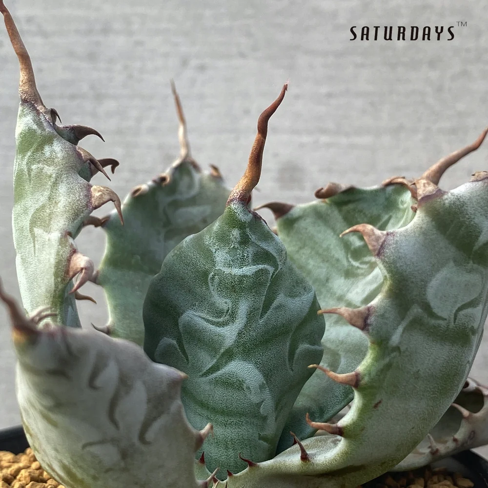 Agave colorata seedling Select 'Himemusashi'  SATURDAYS Succulents