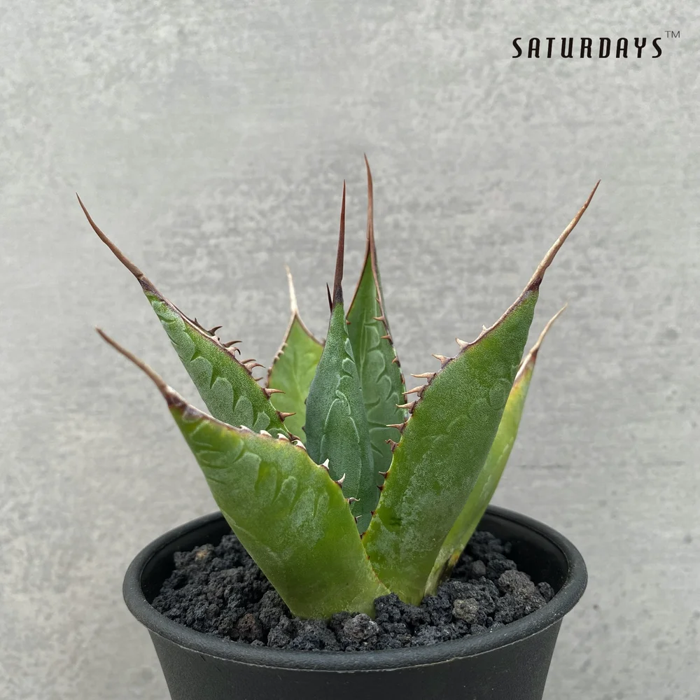 Agave parrasana seedling  SATURDAYS Succulents