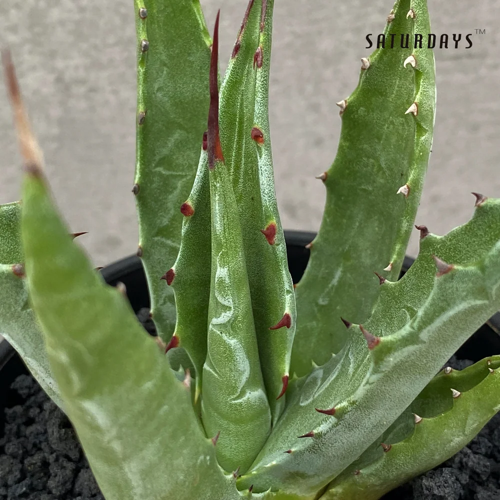 Agave gentryi seedling  SATURDAYS Succulents