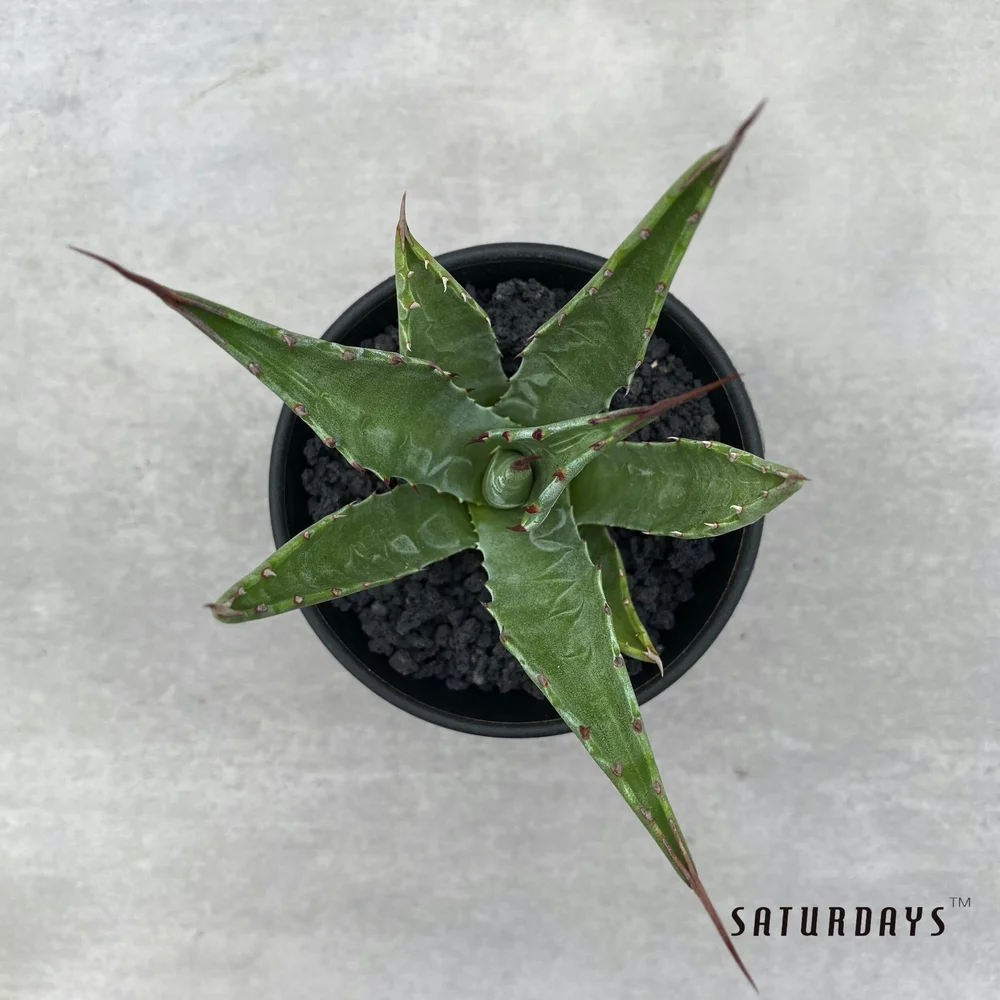 Agave gentryi seedling  SATURDAYS Succulents
