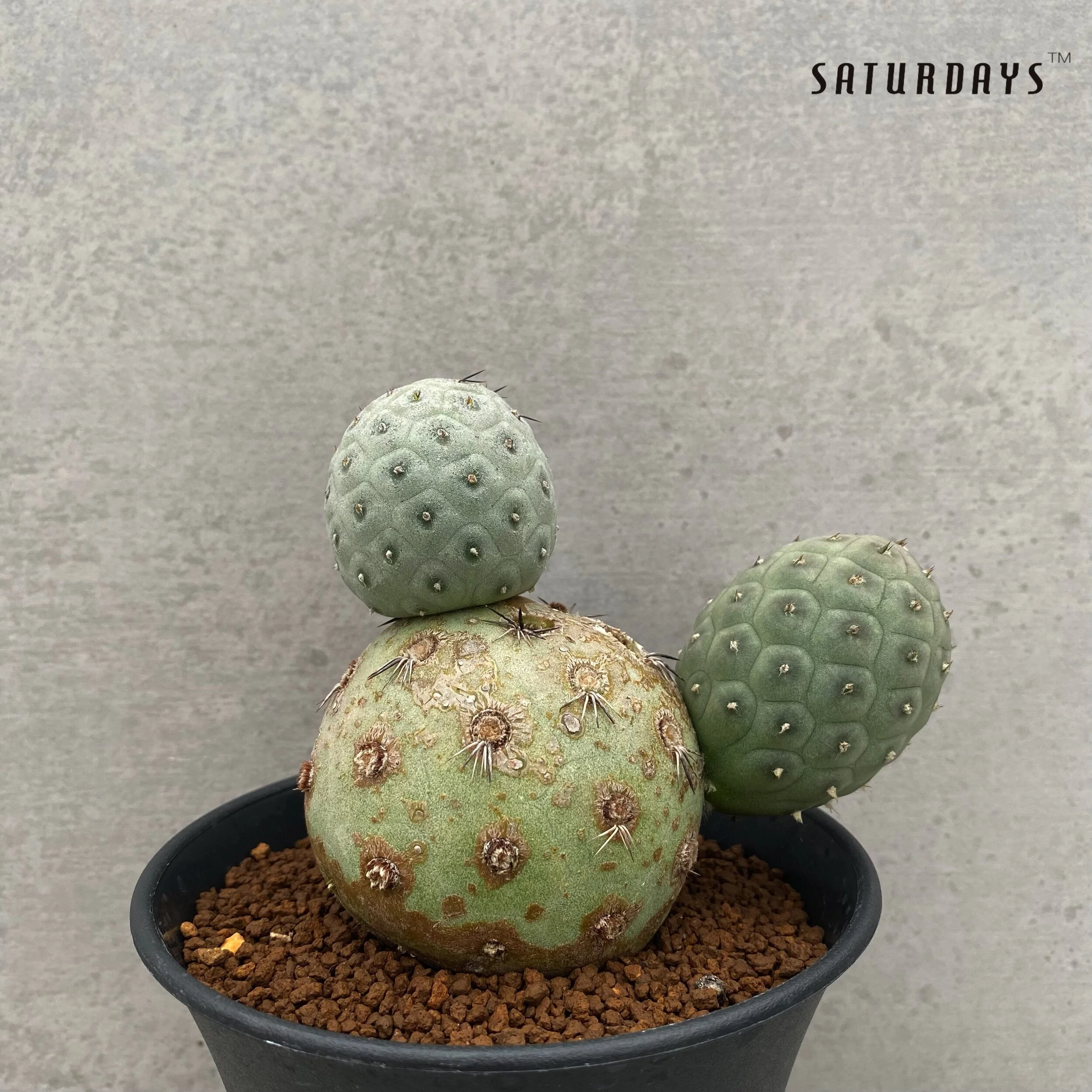 Tephrocactus geometricus - large