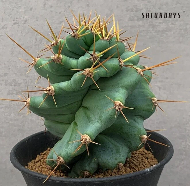 Cereus peruvianus f. spiralis 
