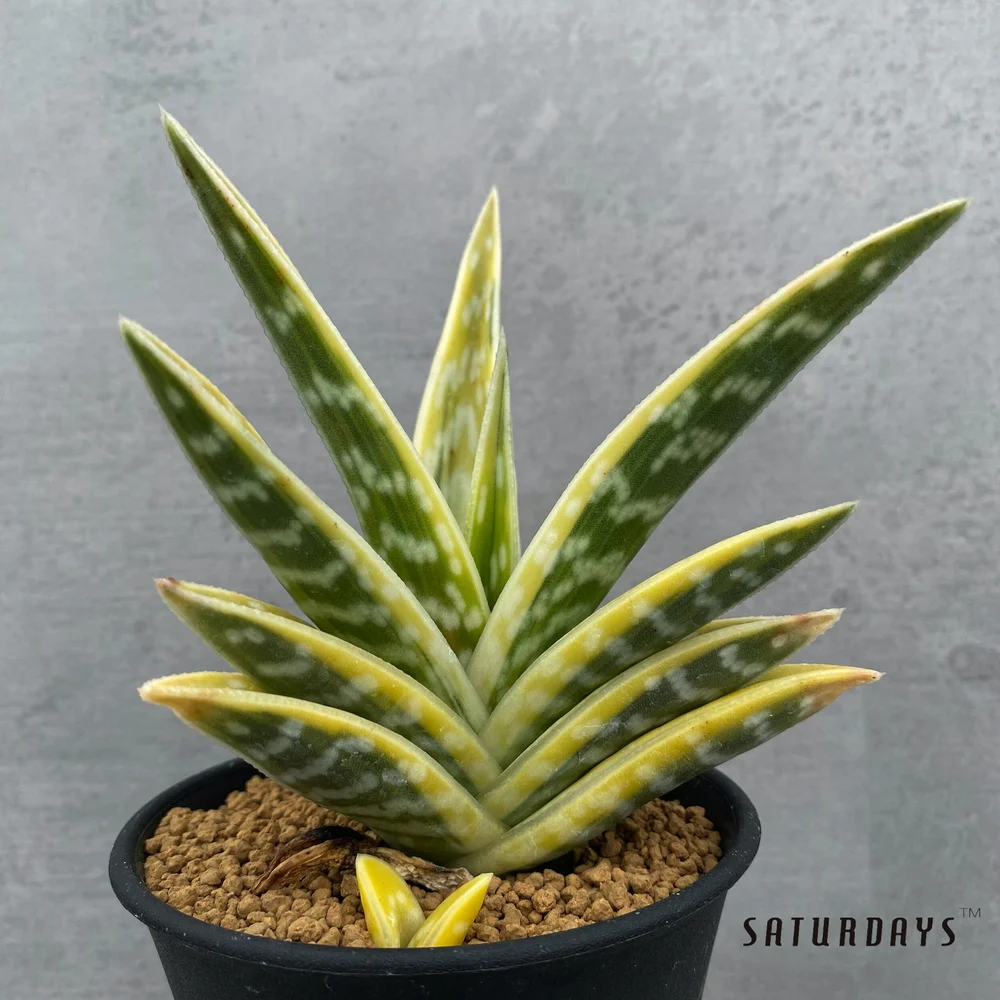aloe vera gel auf gesicht CristinenMoor® Aloe Vera Gel main image 0