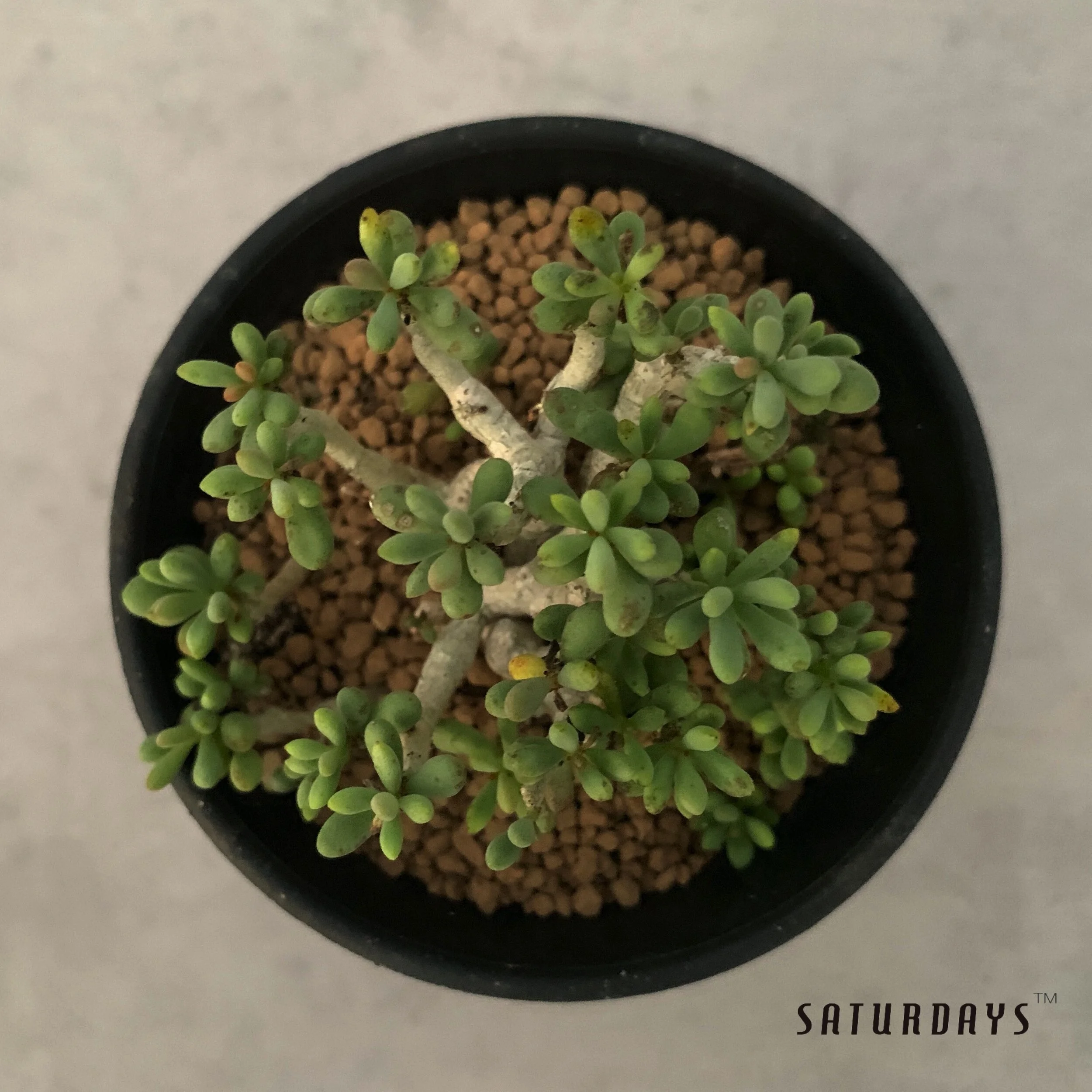 Tylecodon schaeferanus