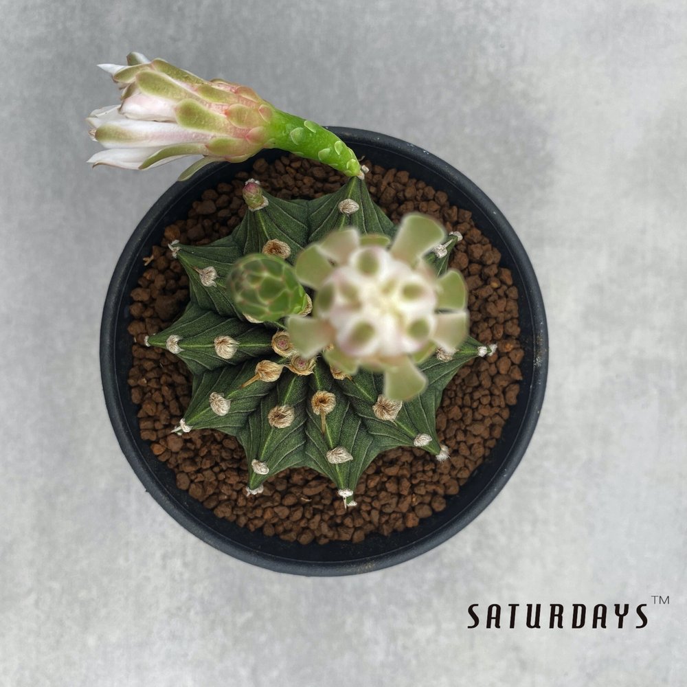 Gymnocalycium Friedrichii LB2178  SATURDAYS Succulents