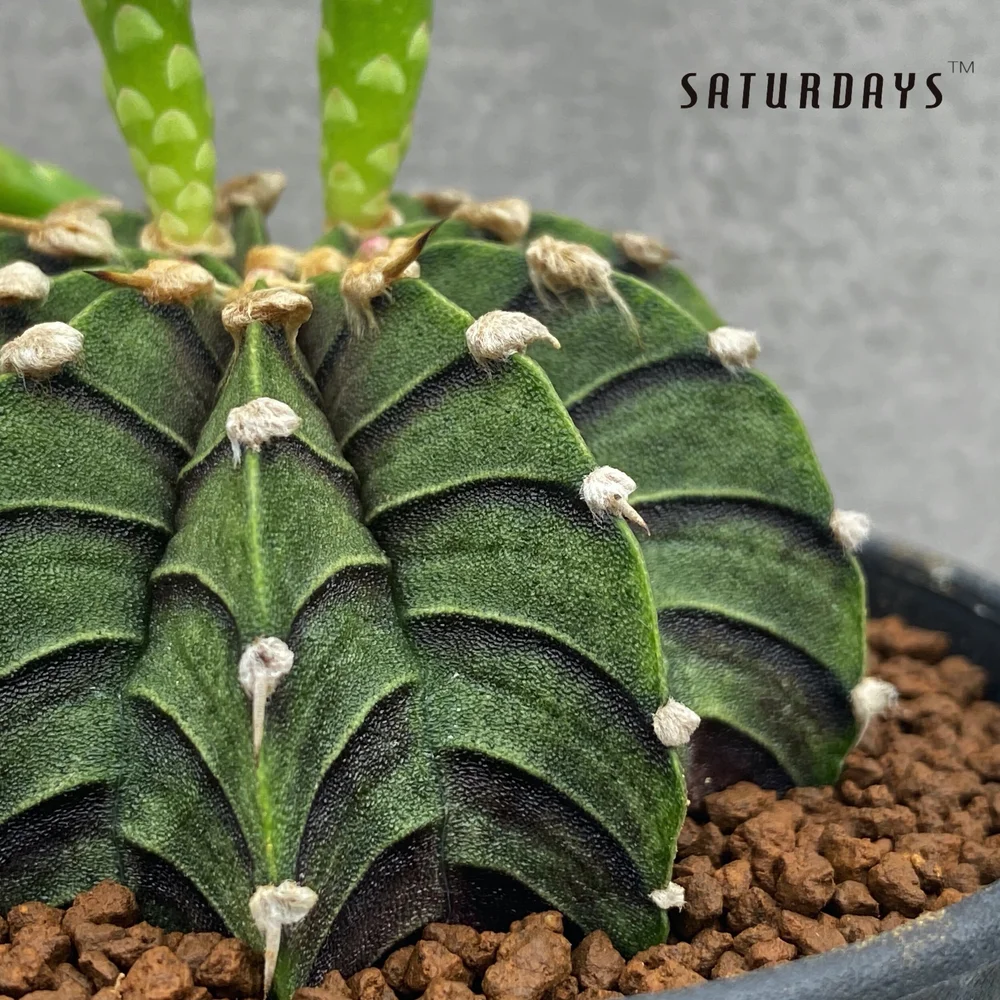 Gymnocalycium Friedrichii LB2178  SATURDAYS Succulents