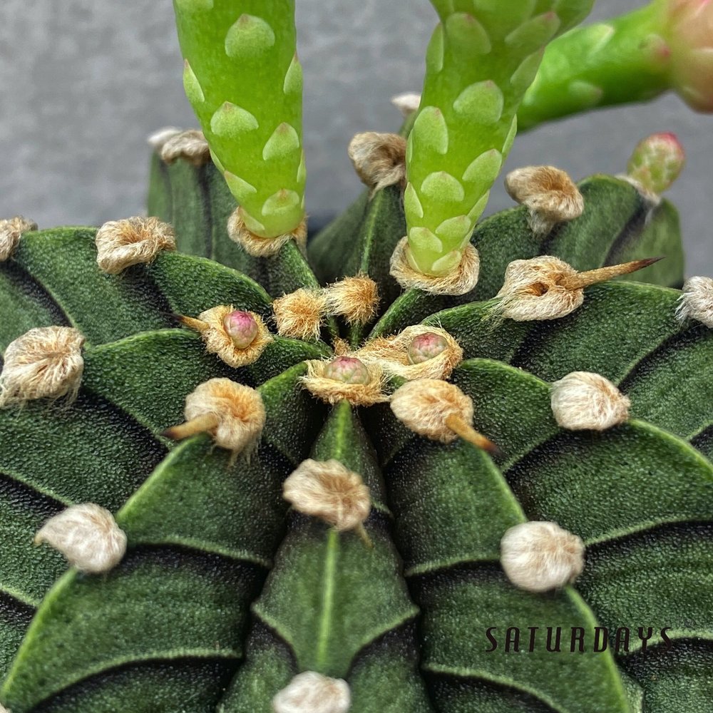 Gymnocalycium Friedrichii LB2178  SATURDAYS Succulents