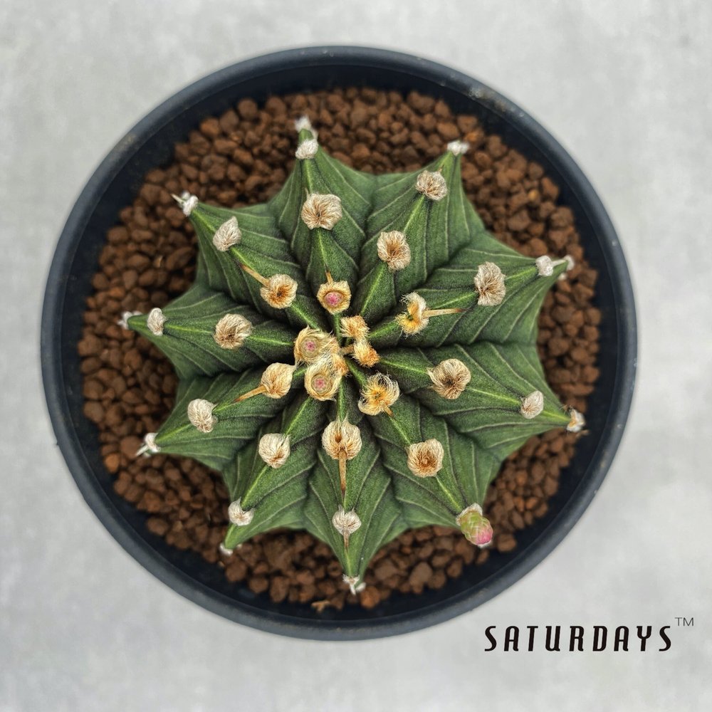 Gymnocalycium Friedrichii LB2178  SATURDAYS Succulents