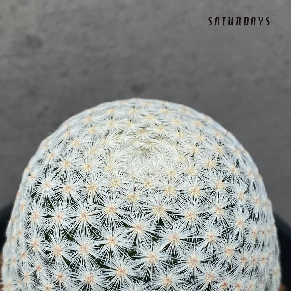 Mammillaria herrerae  SATURDAYS Succulents