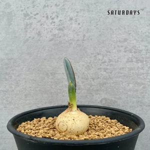 Albuca dilucula seedling  SATURDAYS Succulents