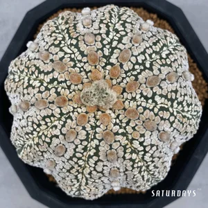 Astrophytum asteria cv."super kabuto"  SATURDAYS Succulents