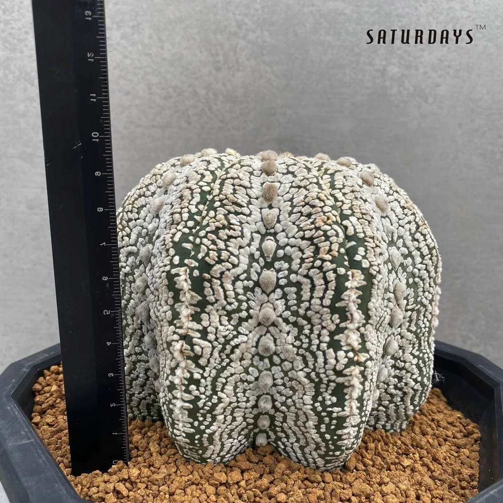 Astrophytum asteria cv."super kabuto"  SATURDAYS Succulents