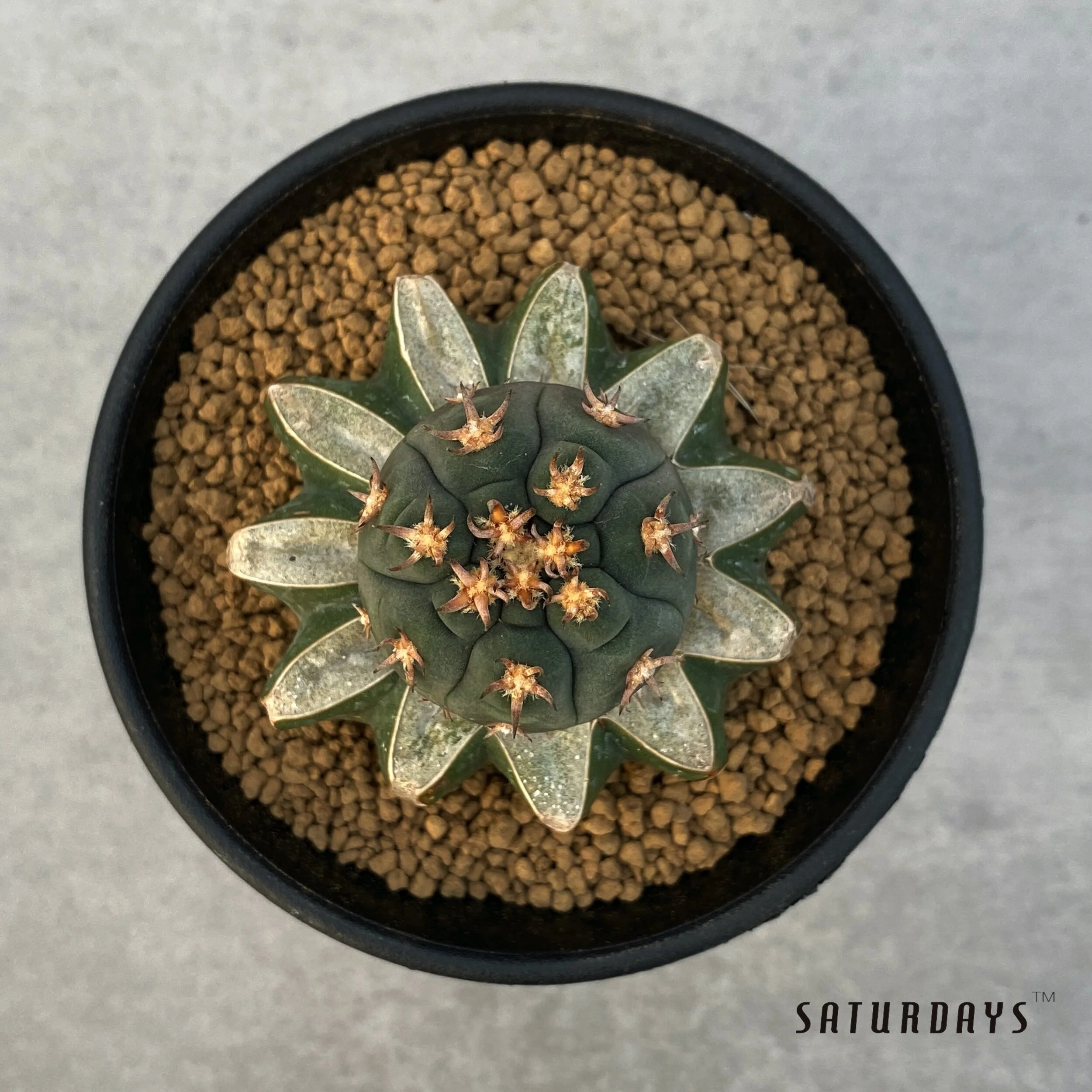 Gymnocalycium spegazzinii v unguispina “Cat Claw” - grafted 