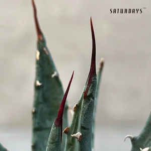Agave utahensis var. nevadensis seedling  SATURDAYS Succulents