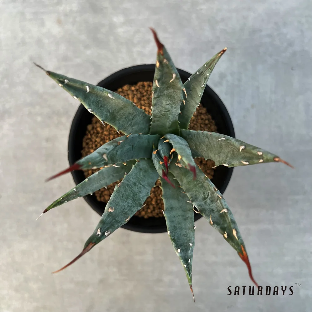 Agave utahensis var. nevadensis seedling  SATURDAYS Succulents