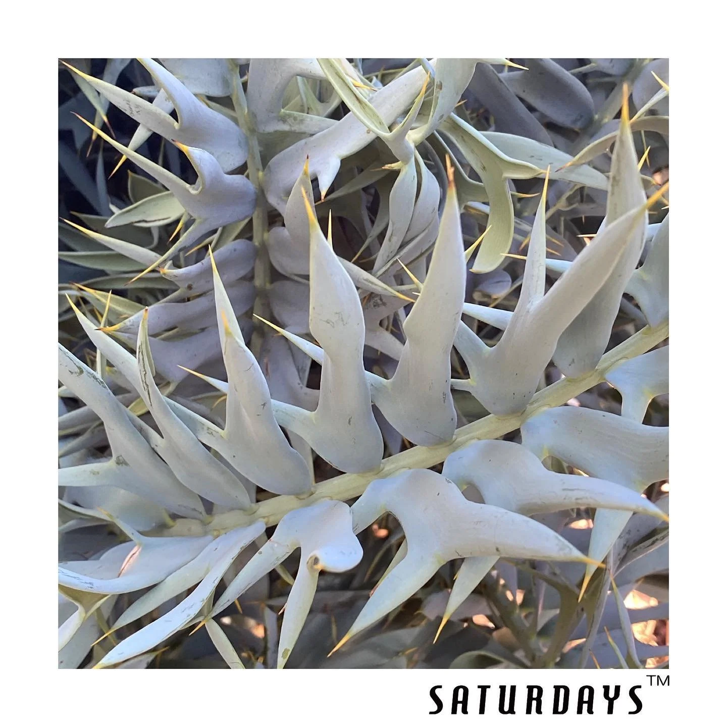 E.arenarius ''true blue''