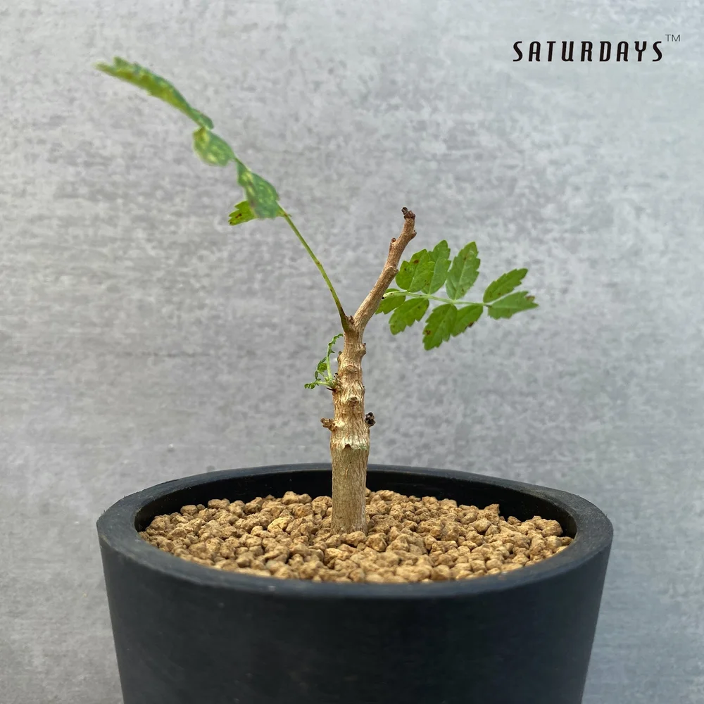 syzygium paniculatum bonsai Flowering Brush Cherry Pre Bonsai Tree  Lovehopegrow