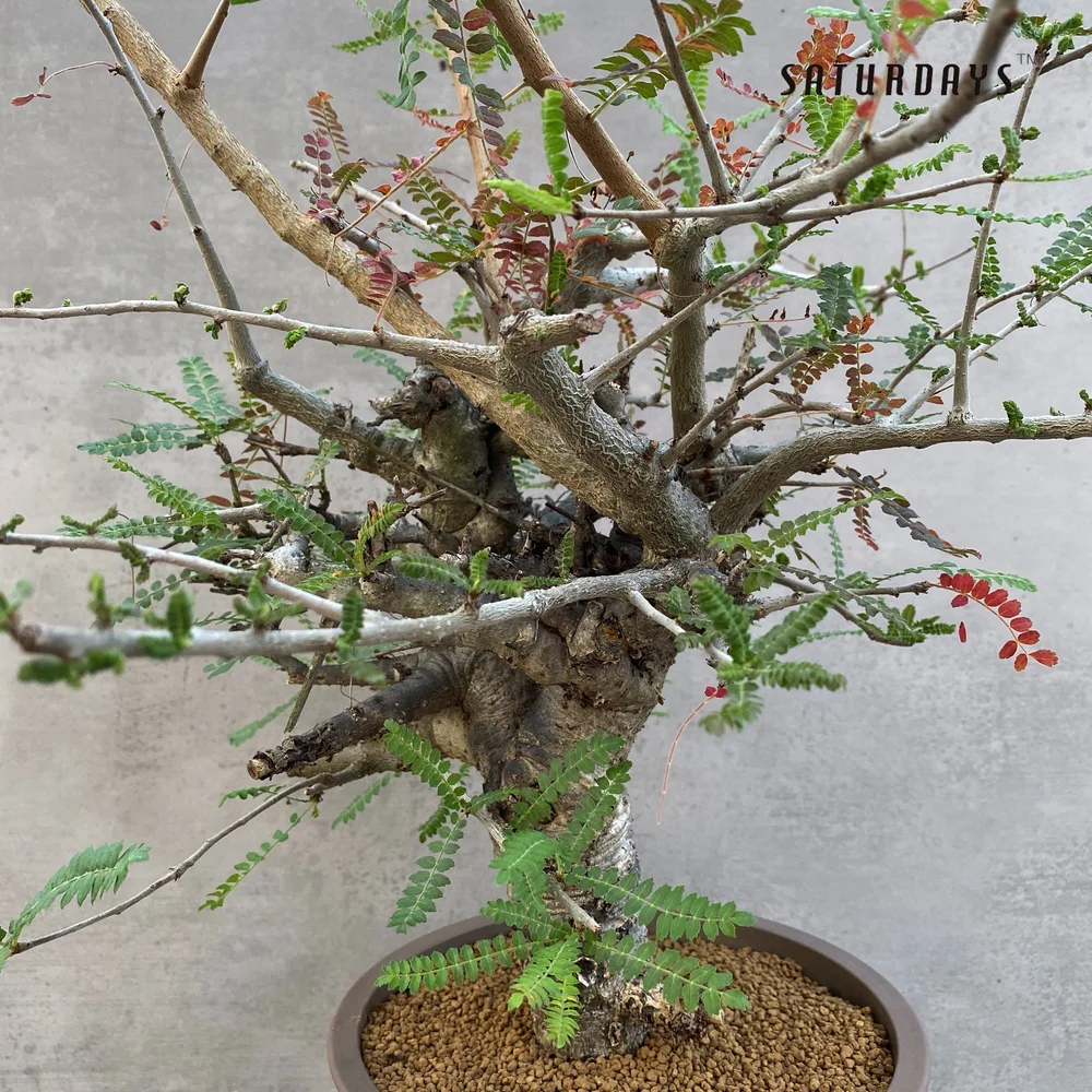 han kengai bonsai Leafy Semi-Cascade Han-Kengai Bonsai – Forests and Flowers