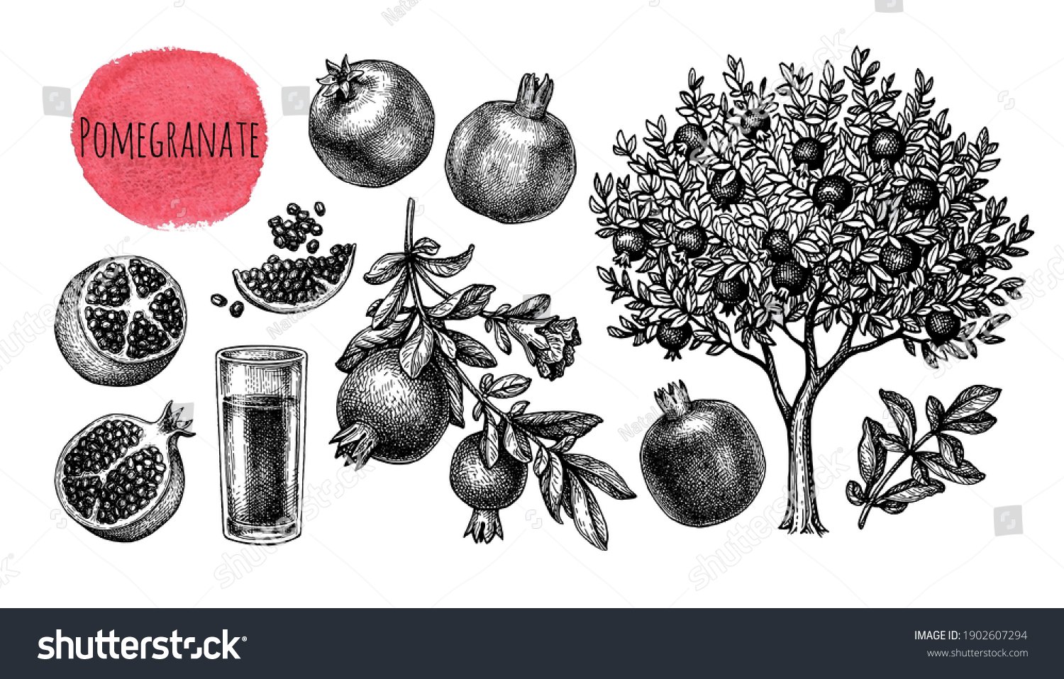 stock-vector-pomegranate-big-set-tree-branches-fruits-and-seeds-glass-of-juice-ink-sketch-isolated-on-white-1902607294.jpg