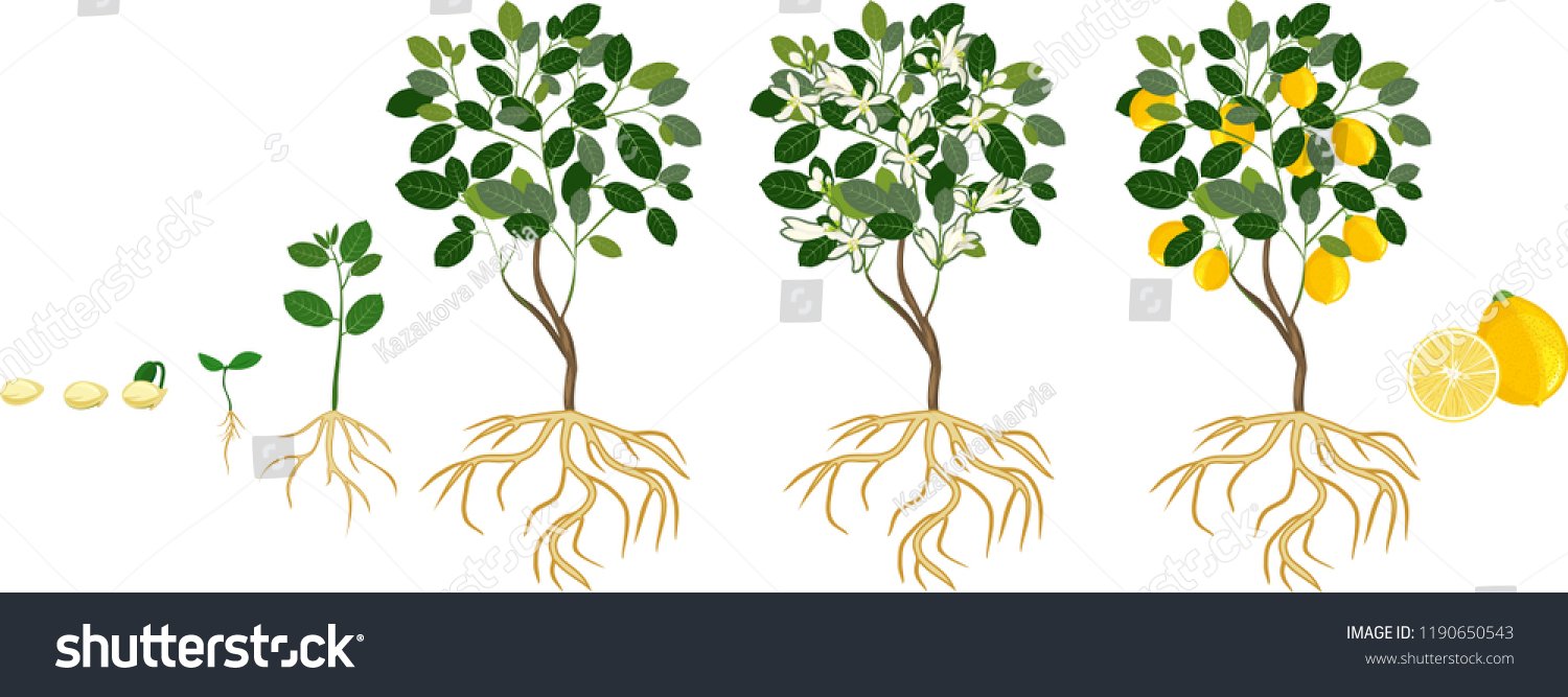 stock-vector-life-cycle-of-lemon-tree-stages-of-growth-from-seed-and-sprout-to-adult-plant-with-fruits-1190650543.jpg