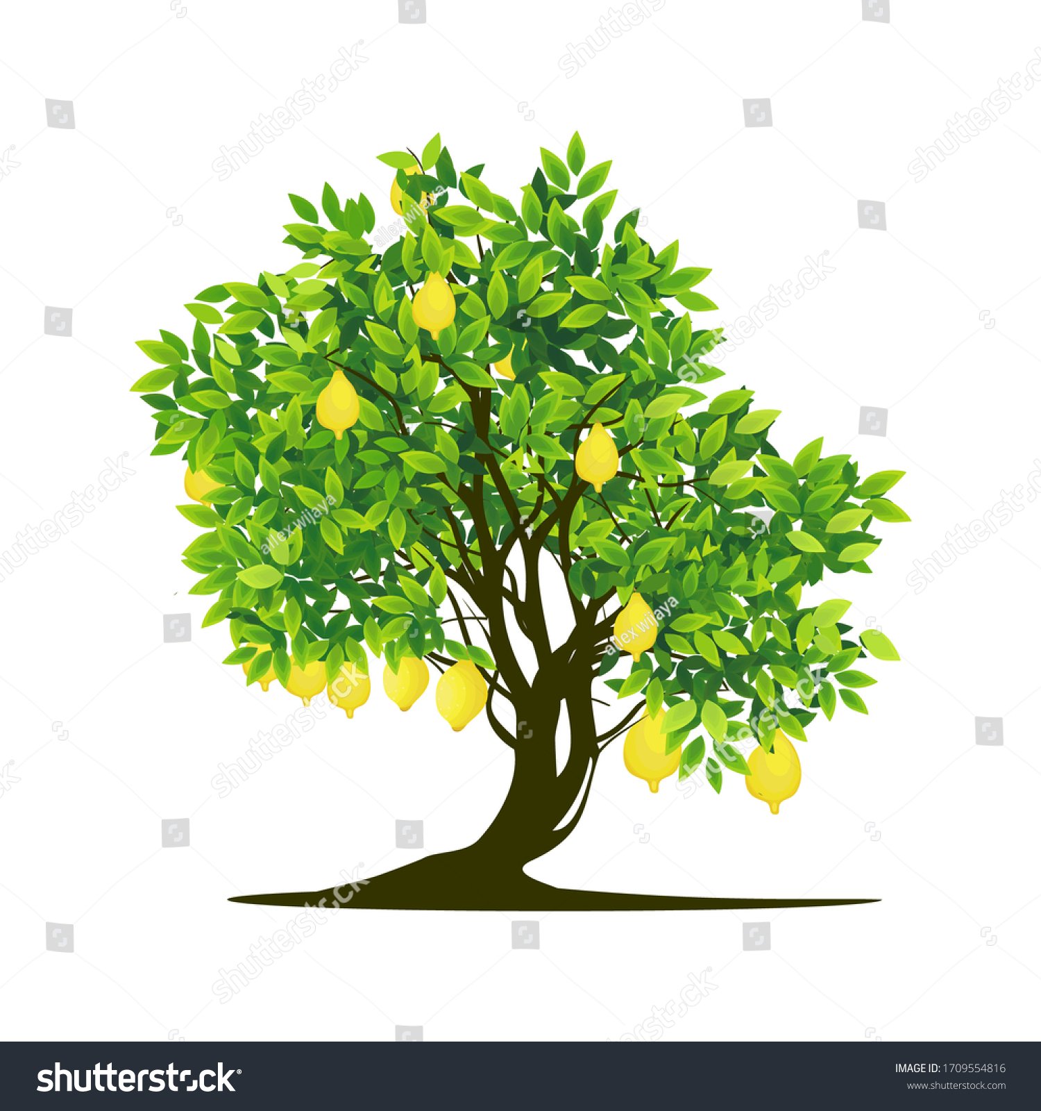 stock-vector-lemon-tree-plant-on-a-white-background-vector-1709554816.jpg