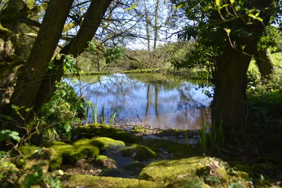 Pond.jpg