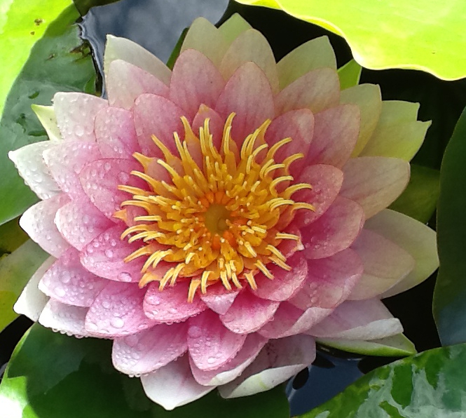 Water-Lily.jpg
