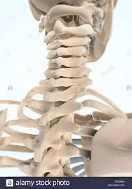 Average size neck bones
