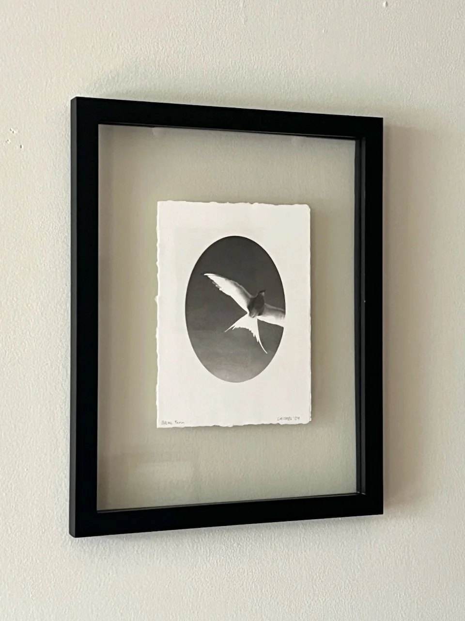  Catie Michel  Arctic Tern, 2024  Platinum-palladium print&nbsp; 8” x 6” (15.5” x 11.5” framed) 