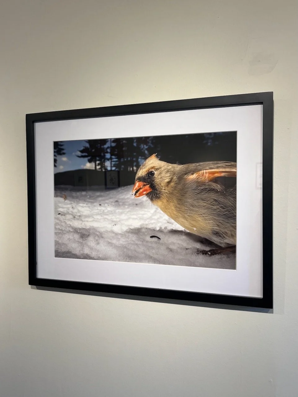  Carla Rhodes  The Cardinal Was A Lady, 2022&nbsp;  Archival pigment print 12” × 18” archival pigment print (16” × 22” framed) 