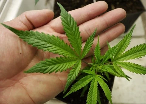 ‘Mind if I smoke?’ taking on a new meaning for D.C. hosts