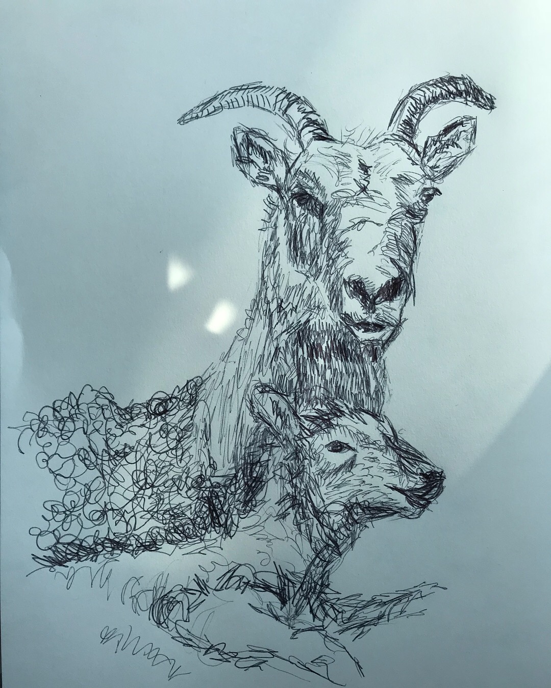 mountain goat with kid