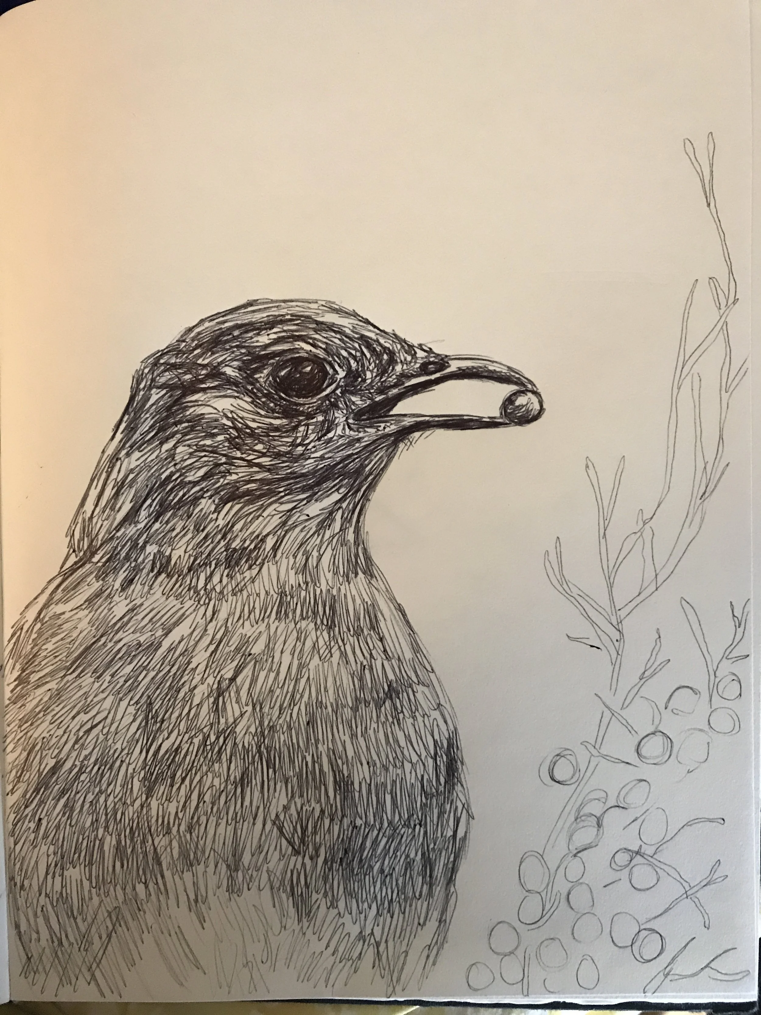 bird with wild berry