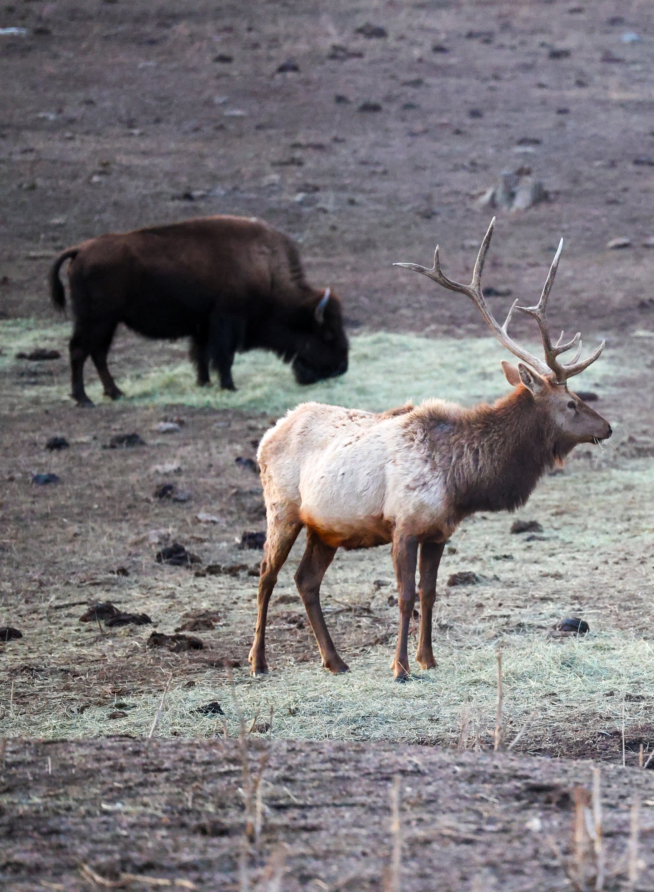 elk-buffalo-1.jpg
