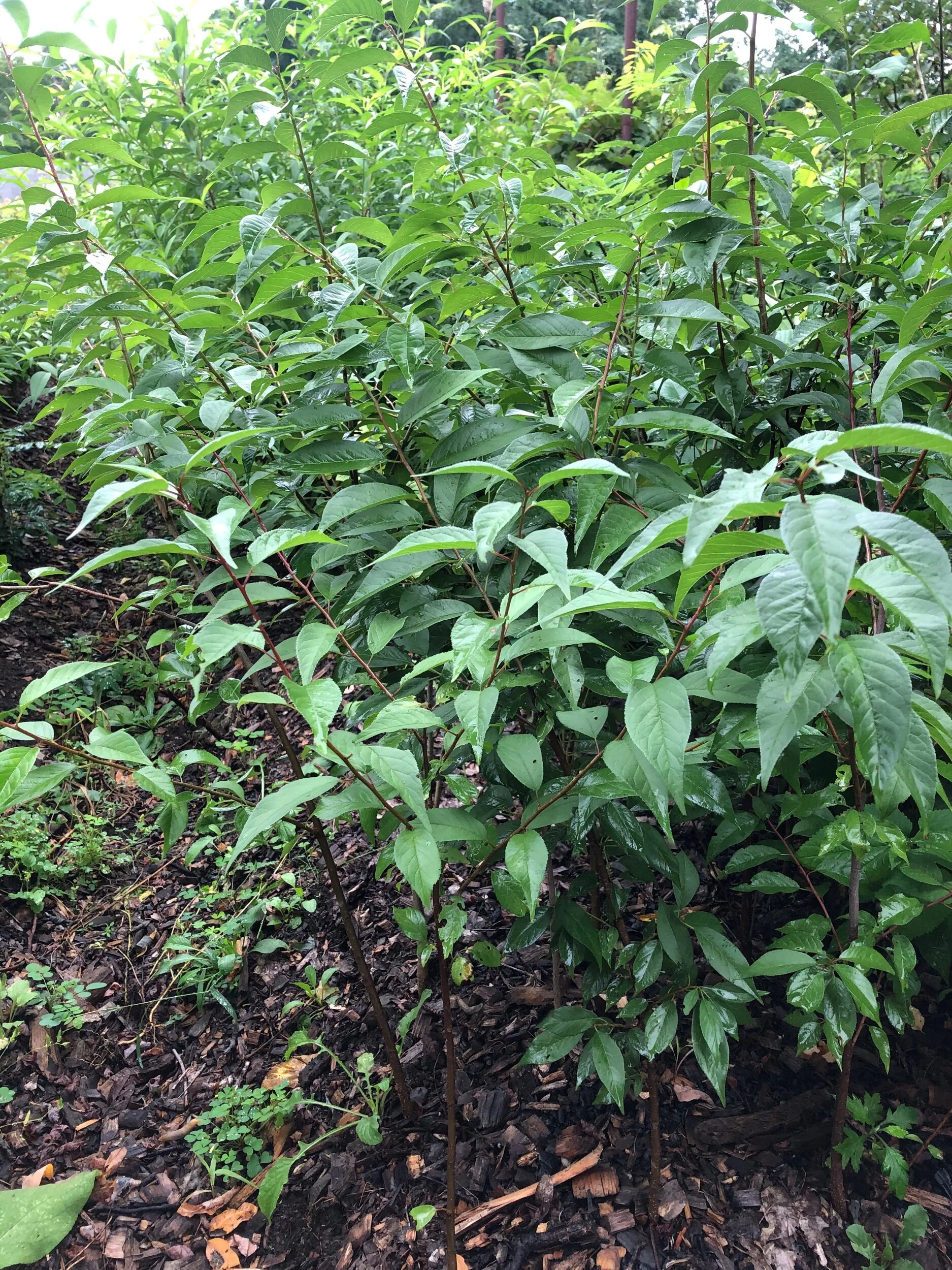 1DD52D55-3142-4139-959B-44351FB83475