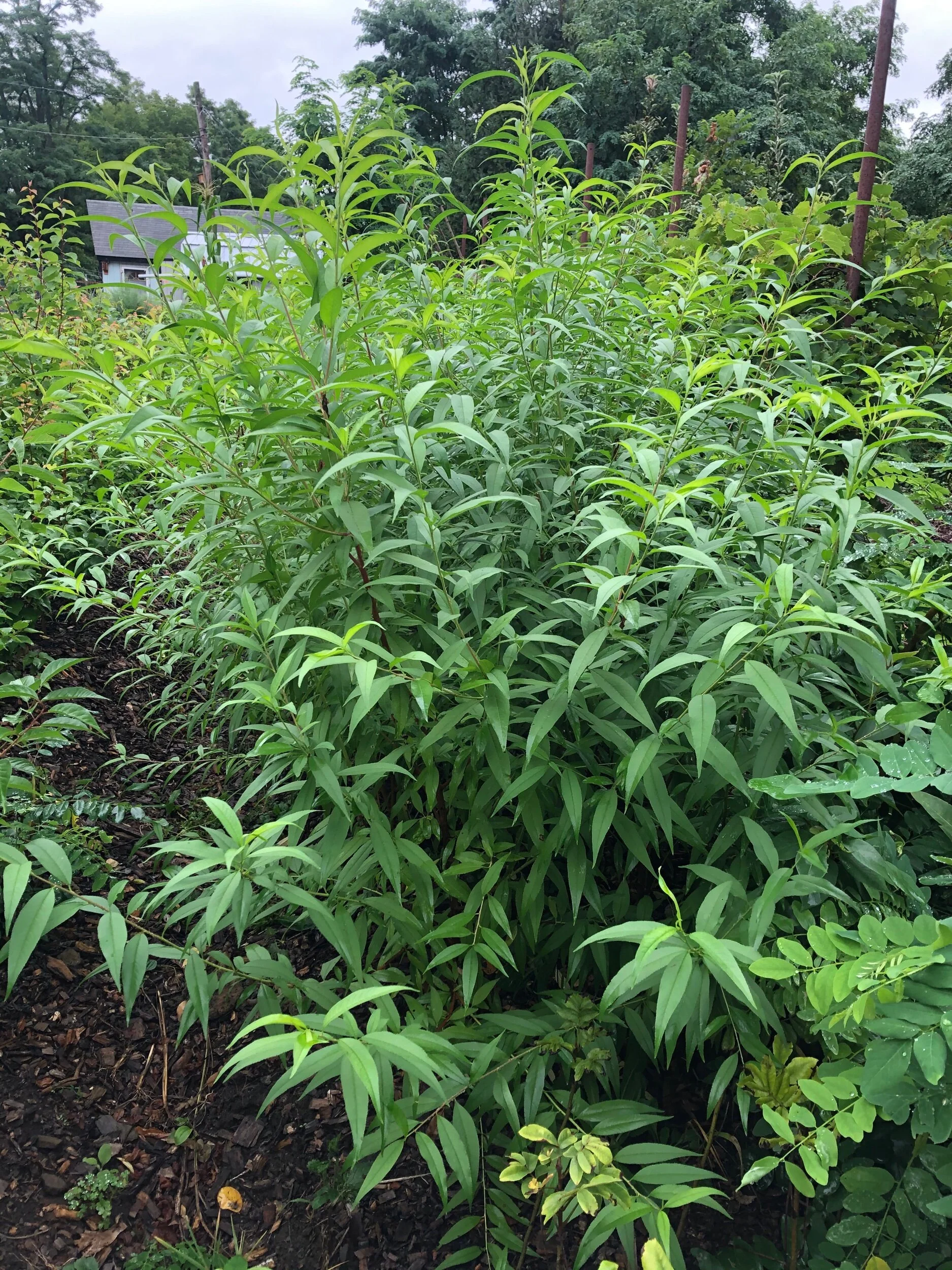 E52F98A1-7727-4918-9653-A601332837F6