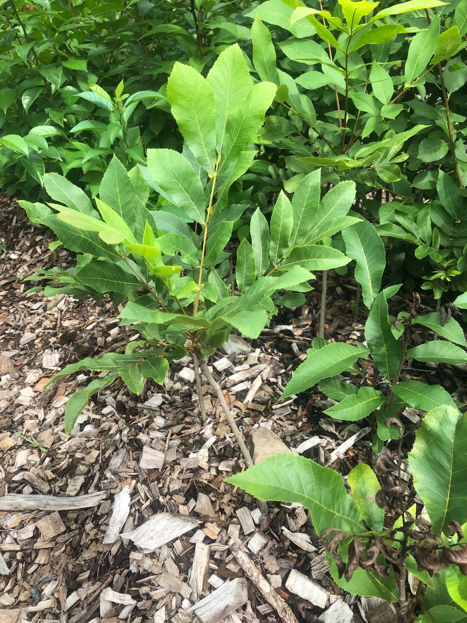 1667B5F3-8689-40D8-A096-875D2BB73C1B