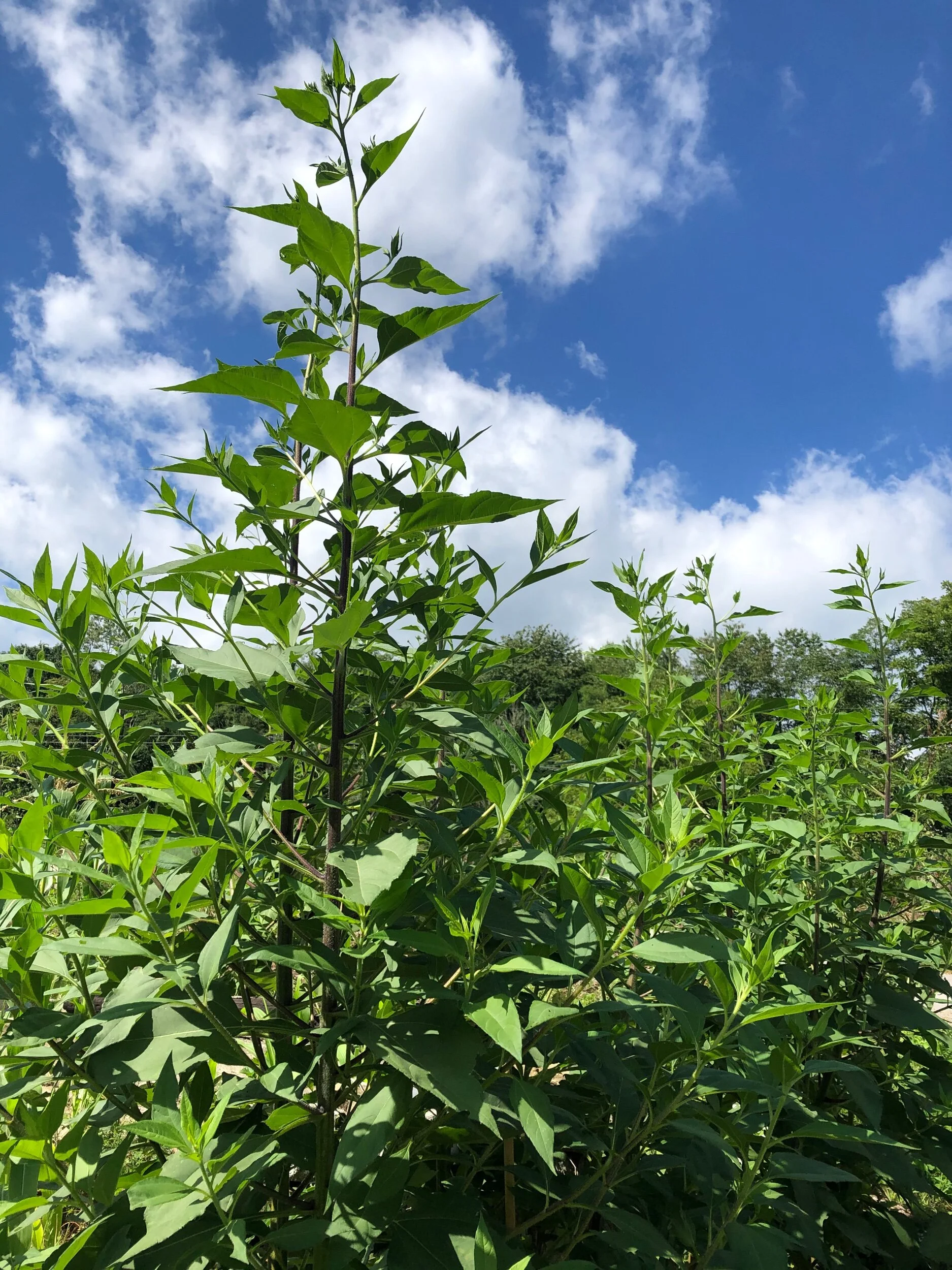 27ABB297-BA42-41ED-991C-6DF2FF8BA005