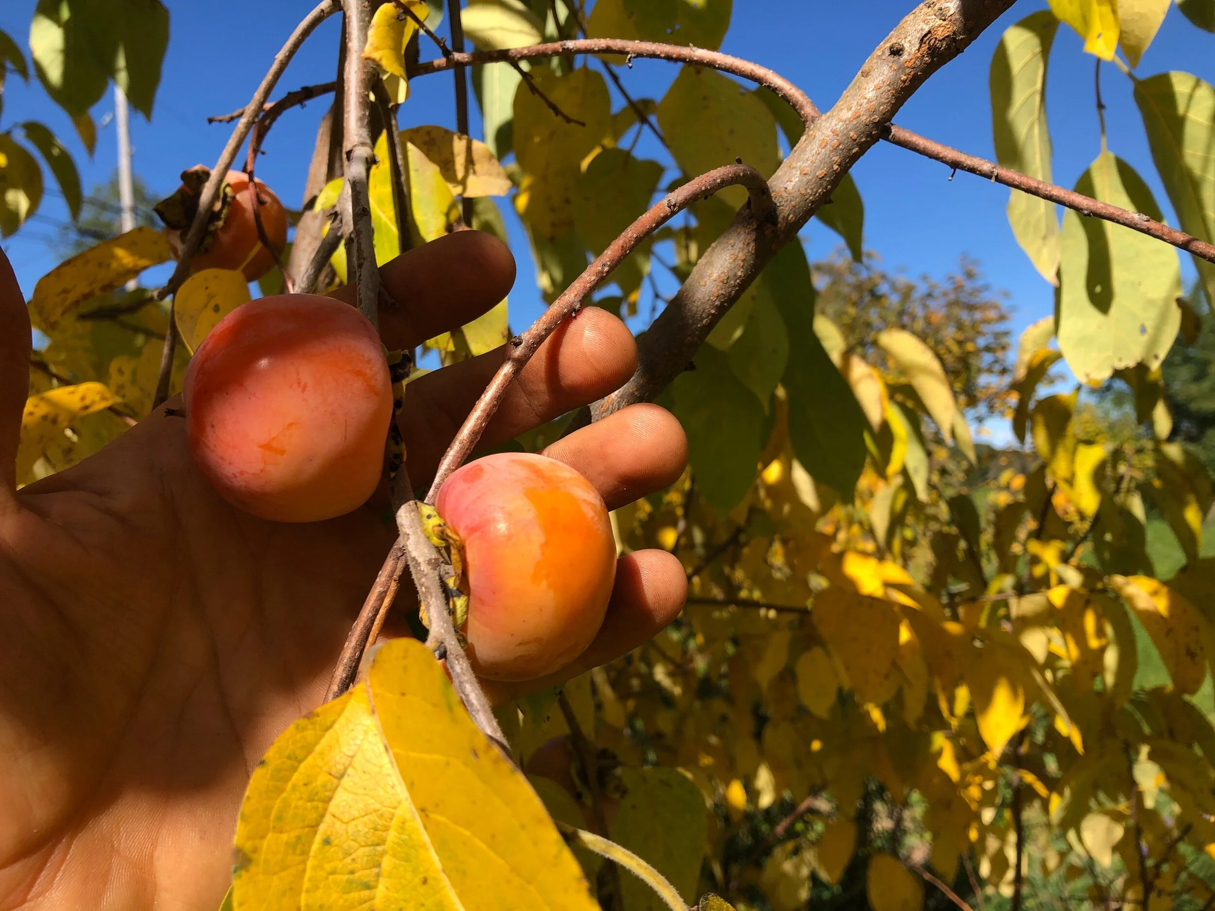 E830A4E8-2D08-4DD4-B648-1DD48383FC02