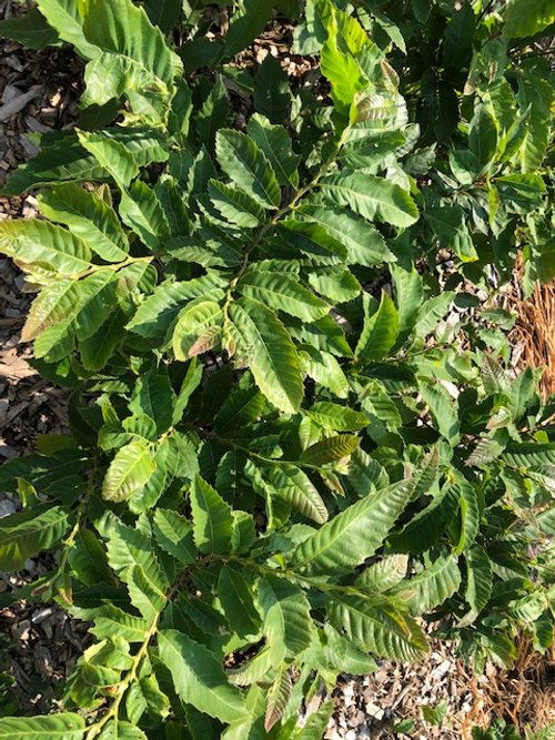 chinese chestnut.jpg