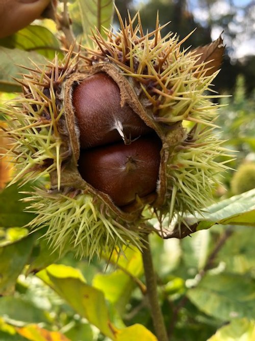 chestnut.jpg