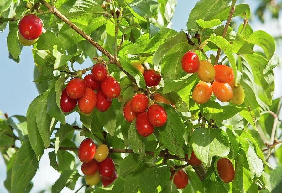 Cornelian cherry