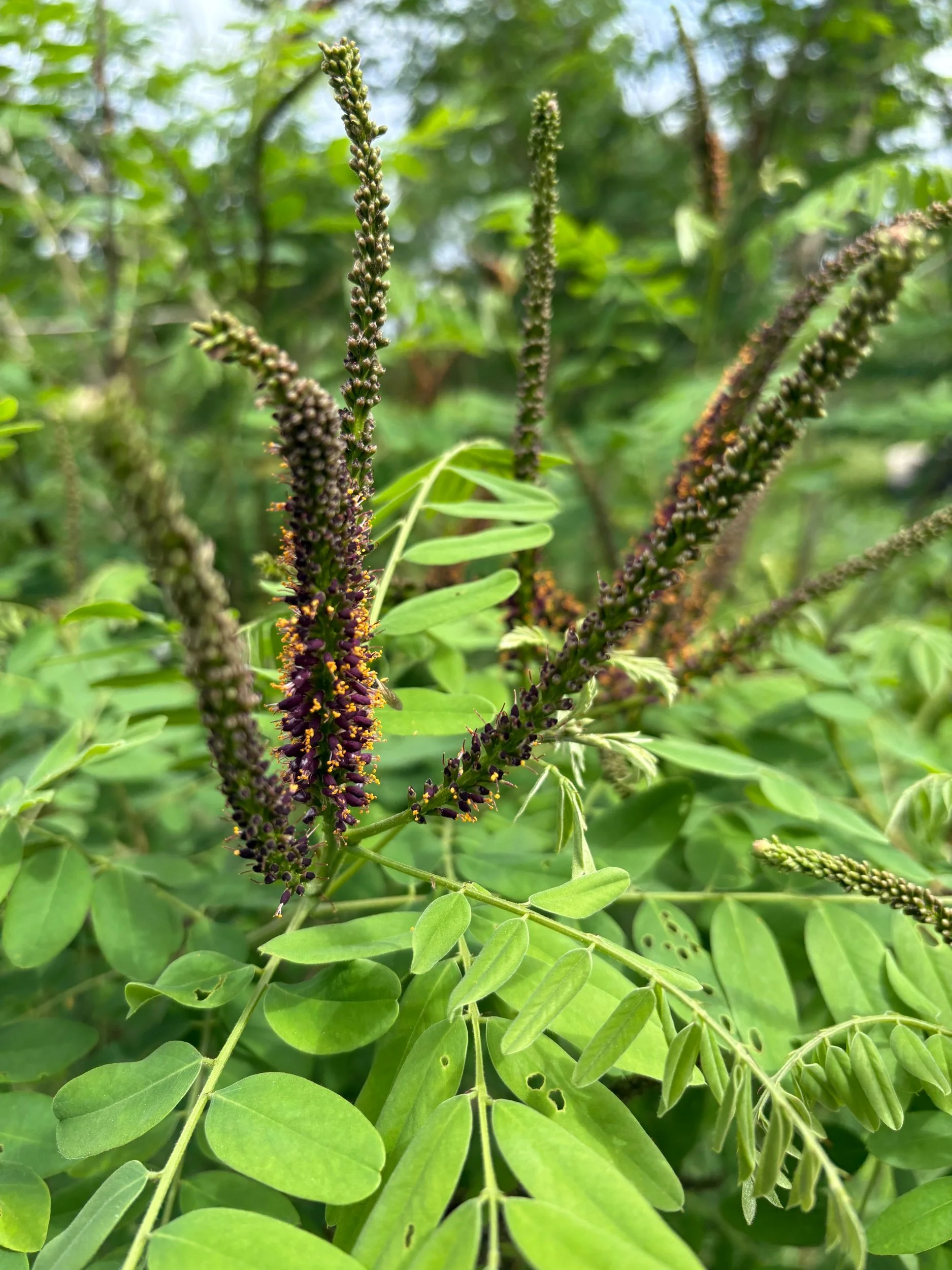 52F712E6-59FC-4AEA-B207-283EA25082A9.jpeg