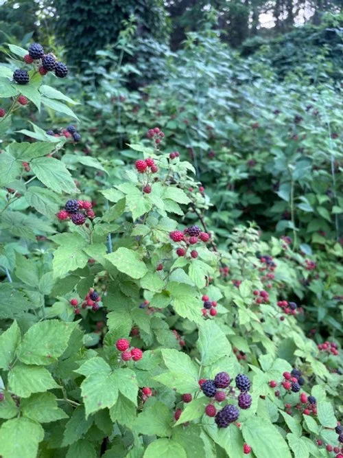 Black cap raspberry