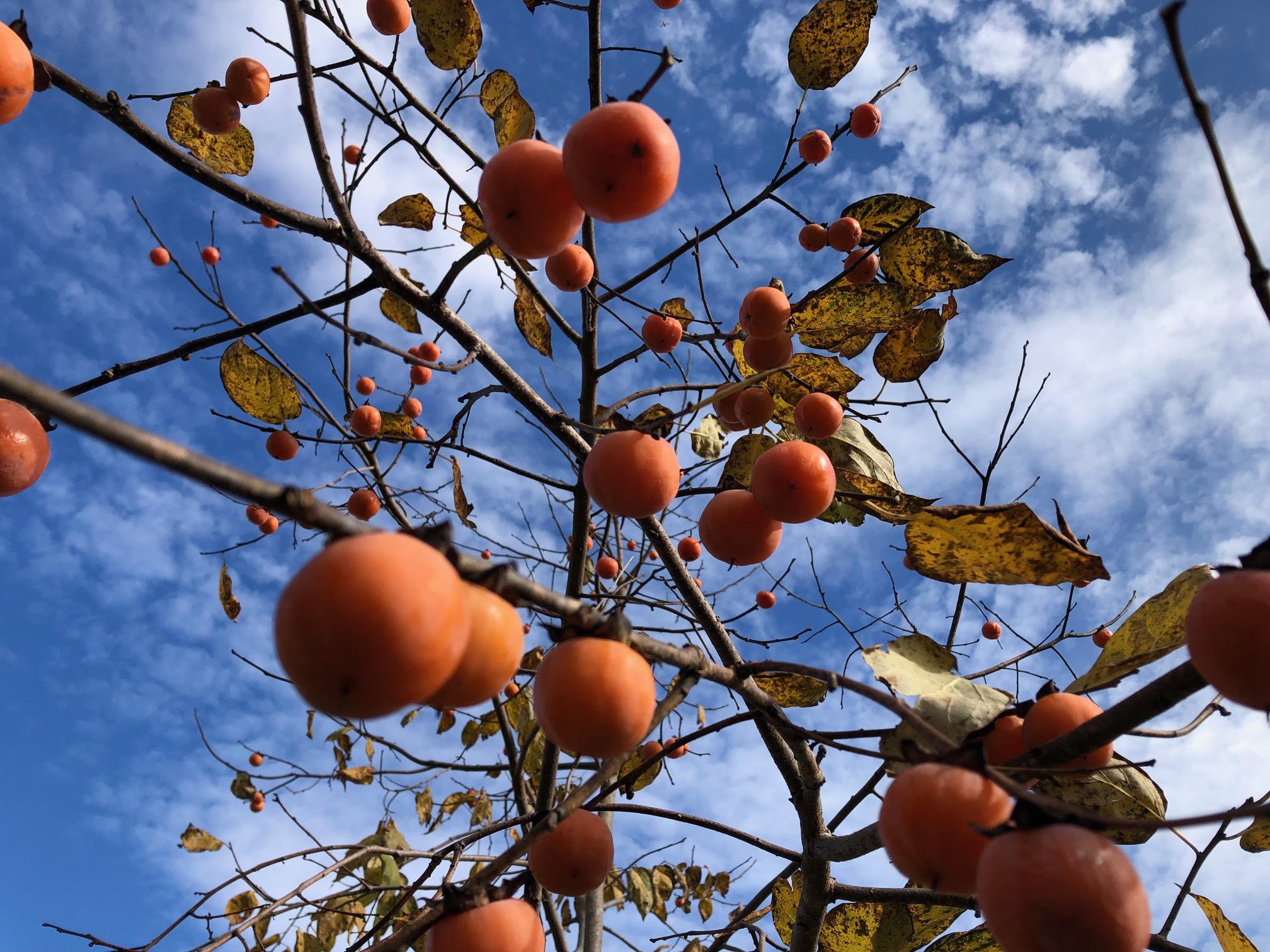 Black Creek Farm &amp; Nursery