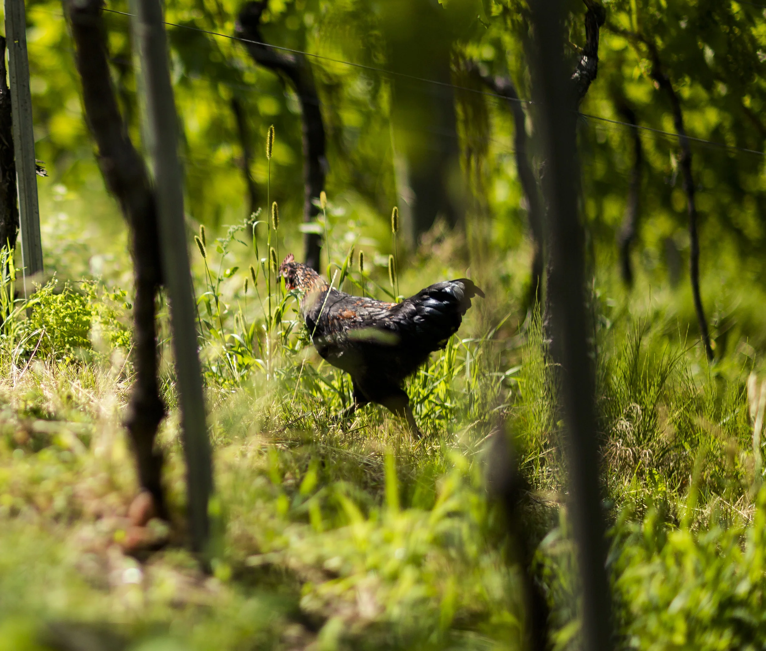 “If you eat the neck part of a chicken, it will make you beautiful.”  - Helen Palanci