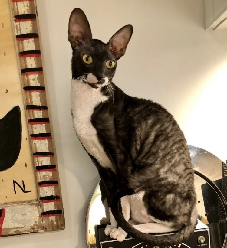  “May the cat eat you, and may the devil eat the cat.”