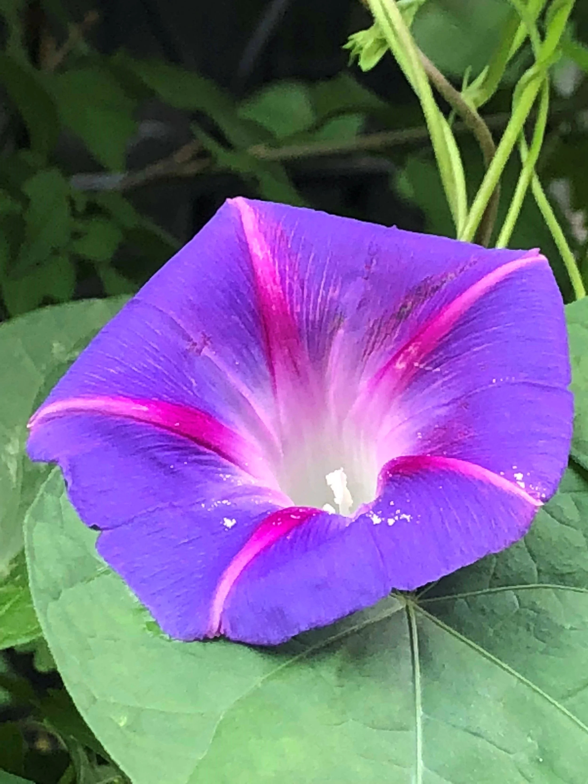 Many people are alive but don’t touch the miracle of being alive.