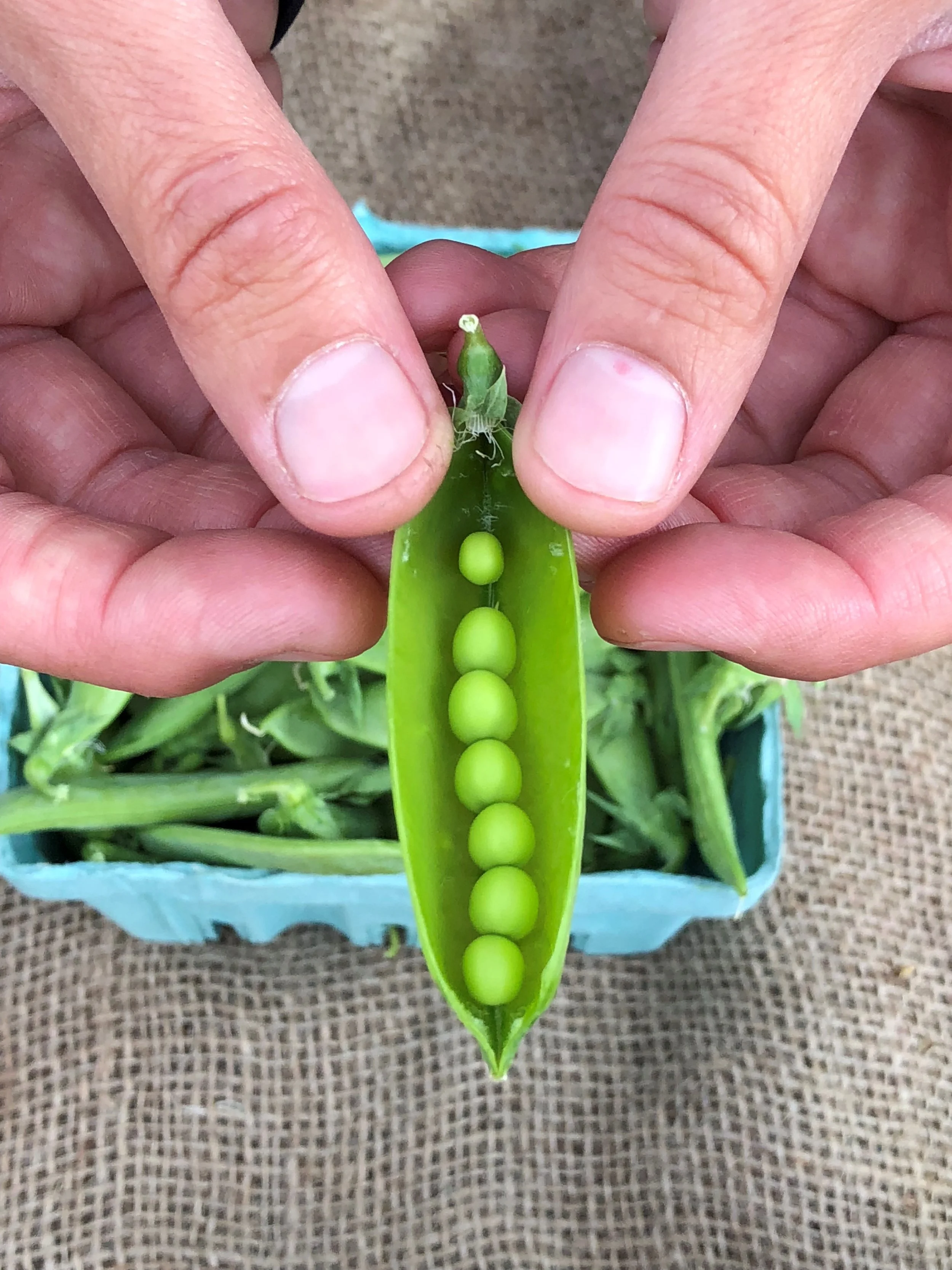 Risi e bisi    (Fresh Pea Risotto)